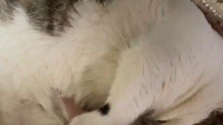 Put yourself in my shoes—there's a chance I'd dislike it too.