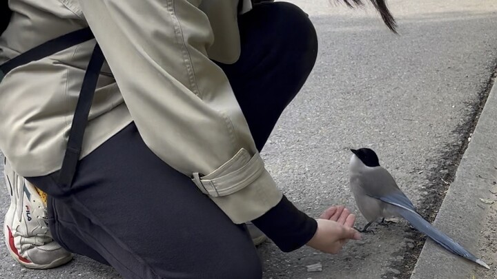 This magpie is so clever—it even knows how to trade snacks with humans!