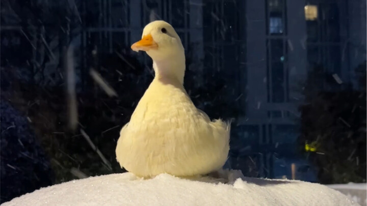 Hands and feet freezing—time to head home and warm up by the fire!