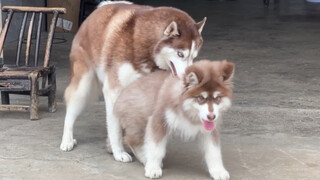 ماذا يحدث عندما يلتقي كلب الهاسكي المعقّم مع كلب ذكر يحبه؟