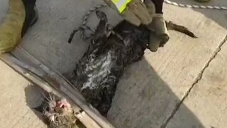 Kalau kamu memang nggak mampu, jangan sok jago deh.