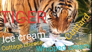 What dessert do tigers like !