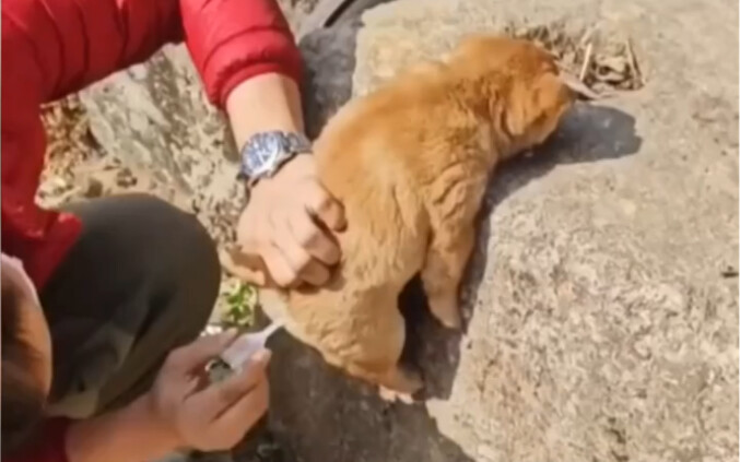 The puppy was constipated and pooped, lying on the stone. The owner used a suppository to help him d