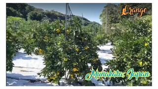 HOW JAPANESE GROW ORANGE IN MUNAKATA#ORANGES #FRUITOFTHEDAY#LEMONS#LEMONS