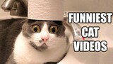 TRY NOT TO LAUGH WATCHING FUNNY CAT VIDEOS 2021 - Daily Dose of Laughter!