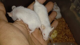 Mencit / tikus kecil ( Mus musculus )