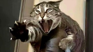 “嫉妒使猫面目全非！”！！