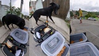 看着饥饿的狗狗吃饱一顿饭 也是一种享受