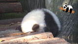 Pandas: Let Me Sleep