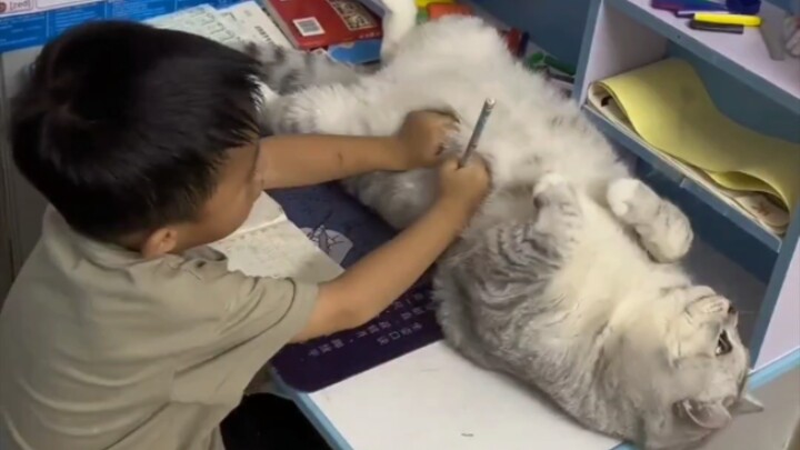 Kucing pengganjal di jalan Universitas Tsinghua