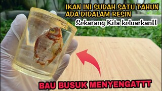 MENAKJUBKAN.. SISIK IKAN SETELAH SATU TAHUN