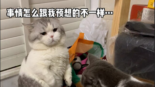 《痴呆小孩的日常》