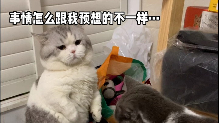 《痴呆小孩的日常》