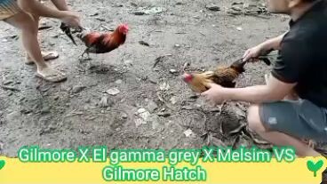 My Bisaya line Hiraw