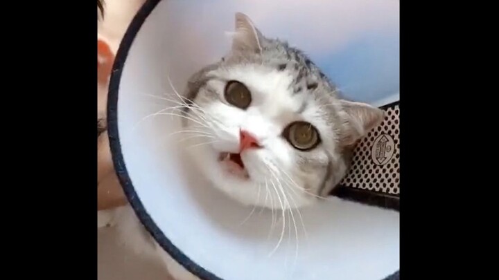 【Kehidupan Sehari-hari】Saat disuntik, si kucing mendesah pelan—hati si tukang bersihin kotoran langs