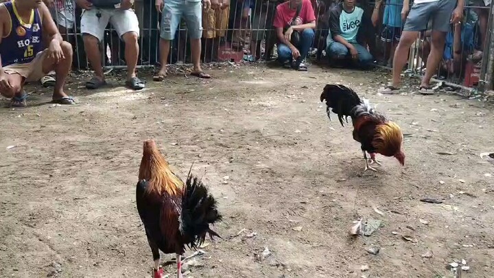 Win Melsims kelso ALAGANG THUNDERBIRD