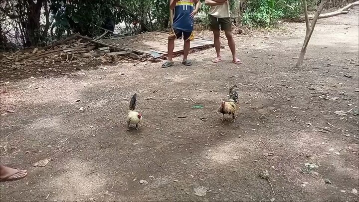 4× winner  🏆 bantam kanawayon