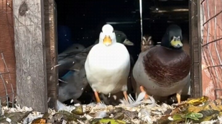 Duck charges forward