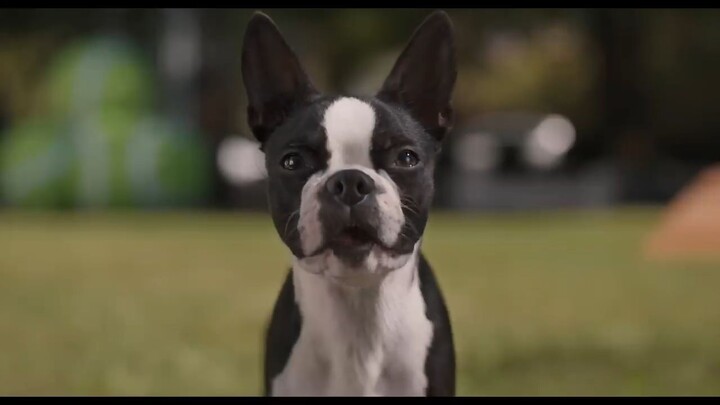 Strays _ Official 1080_HD) TOO WATCH THE FULL MOVIE FOLLOW THE LIKE IN DESCRIPTION