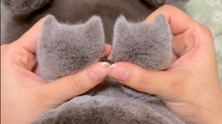 The kitten is hiding a kitten head in its paw! Here's the tutorial this time!