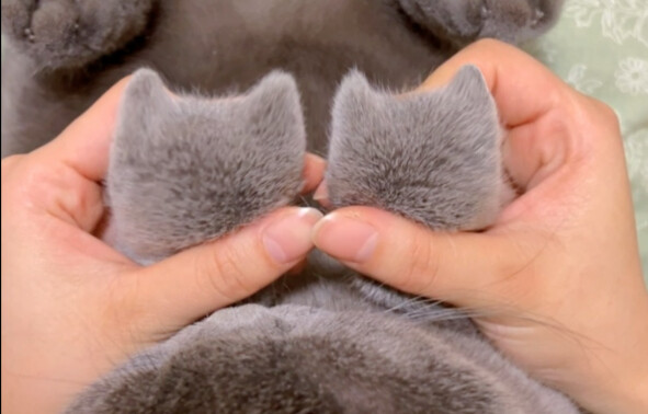 قطة صغيرة تخبئ رأس قطة في يدها! ها هو الدرس التعليمي هذه المرة!