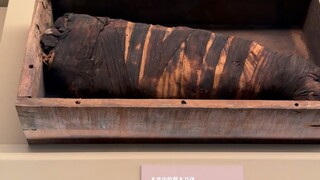 猫去埃及馆参观会吓坏吧[藏狐]