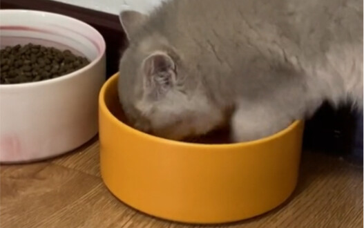 หาชามแมวผิดจนขำกระจาย 100%!