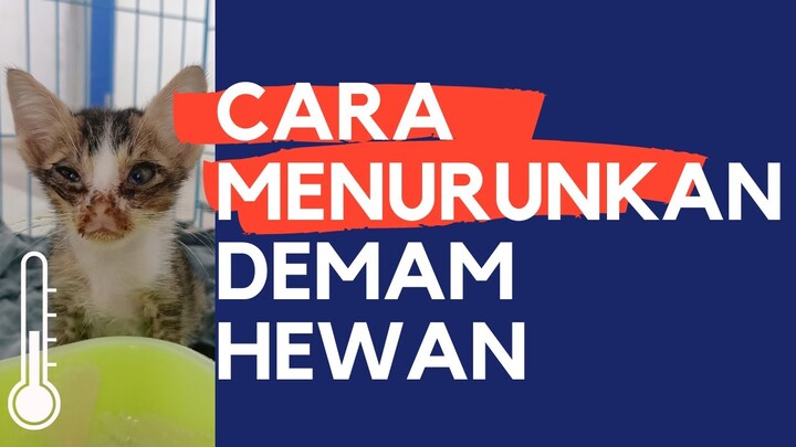 Cara Membantu Menurunkan Demam Kucing dan Anjing