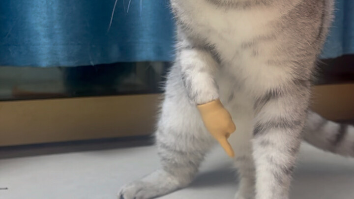 Mainan baru kucingku, bikin aku ngakak!