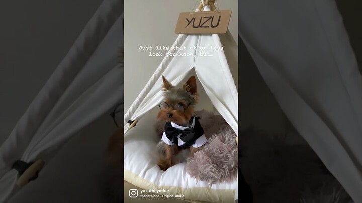 YORKIE PUPPY IN A TUXEDO #shorts #dogshorts #yorkie