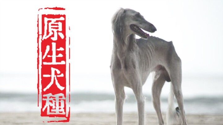 Giống chó bản địa Trung Quốc, không chỉ đơn giản là chó nhà quê!