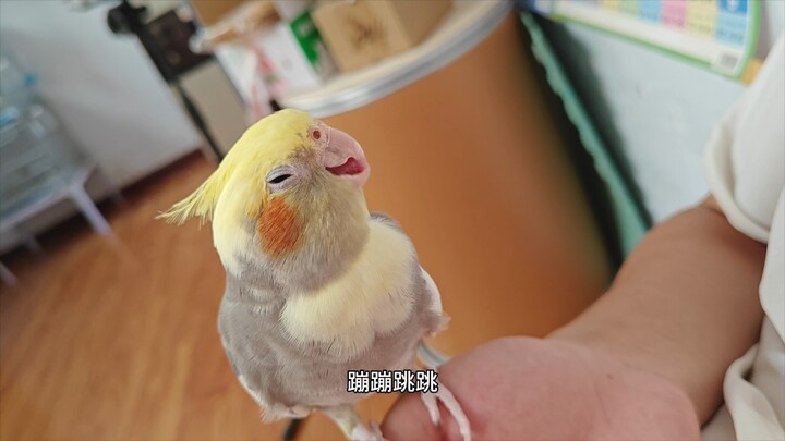 These 10 Behaviors Show Your Parrot Likes You!