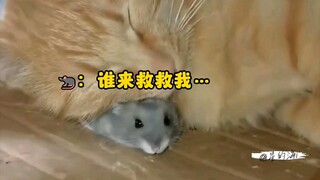 那些被猫猫抓到的鼠鼠