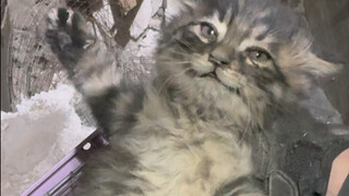 Anak kucing jatuh ke dalam lubang ventilasi, dan induk kucing ingin melompat masuk untuk menyelamatk