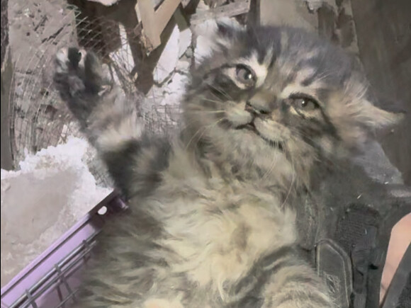 小猫掉进通风井，猫妈妈要跳下去救