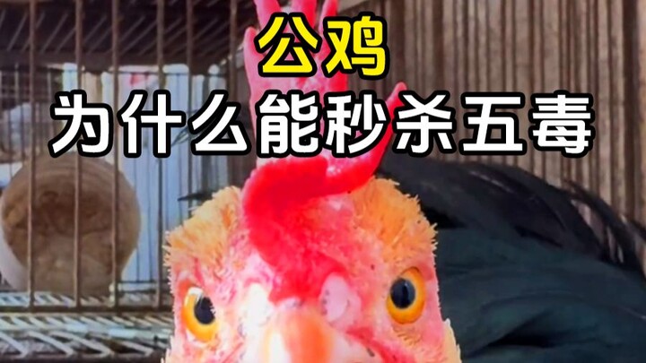 ทำไมไก่ตัวผู้ถึงล้มพิษร้ายทั้งห้าได้ในพริบตา? #ไก่ตัวผู้ #พิษร้ายทั้งห้า #สาระสัตว์