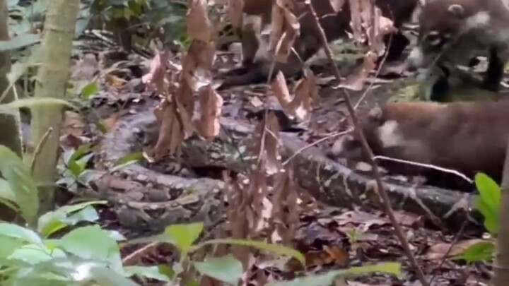 Dulu jadi preman setempat, sekarang malah jadi bulan-bulanan