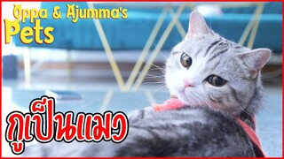 กรูเป็นแมว! | Oppa & Ajumma's Pets