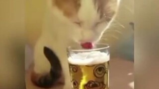 mèo hư hỏng