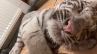 作为一只宠物虎，每天需要做什么呢