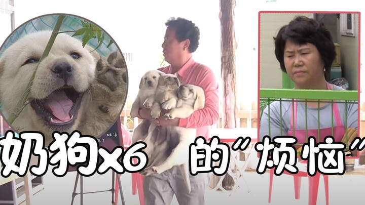 【ปัญหาใหม่ของเจ้าของฟาร์มสเตย์เกาหลี: สมาชิกใหม่ในครอบครัว 6 ตัว】