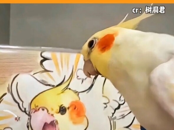 นกแก้ว: แกวางฉันไว้ตรงนี้เหรอ!