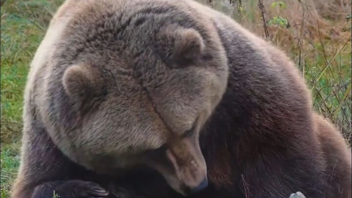 So cute and fluffy 🐻