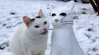 สัตว์ตลกๆ - แมวตลก / สุนัข - วิดีโอสัตว์ตลก 83