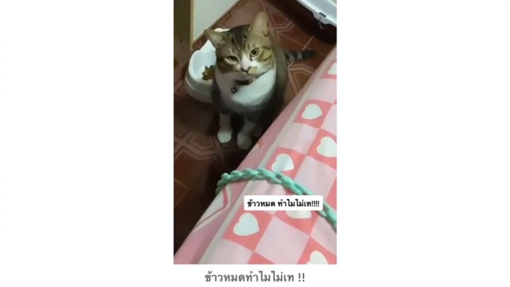 ข้าวหมดทำไมไม่เท