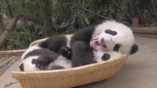 Animal|Cute Giant Pandas