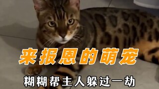 You must be here to repay the kindness—cat saves its owner from disaster