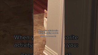 Funny animal videos I found on Instagram and Tiktok #shorts