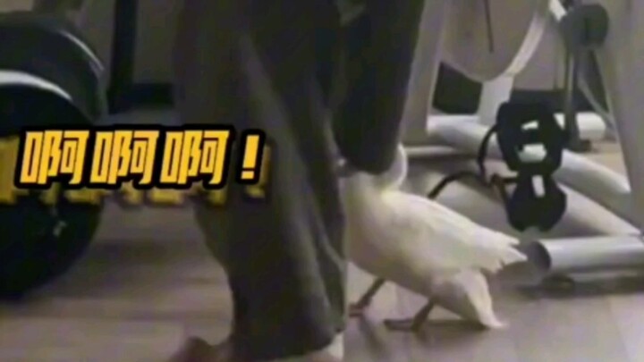 Bebek Call: Jaketmu, mantelmu! Tante dan Bibi Besarku! Lepaskan sekarang juga! #GakNyangkaBanget #Lu