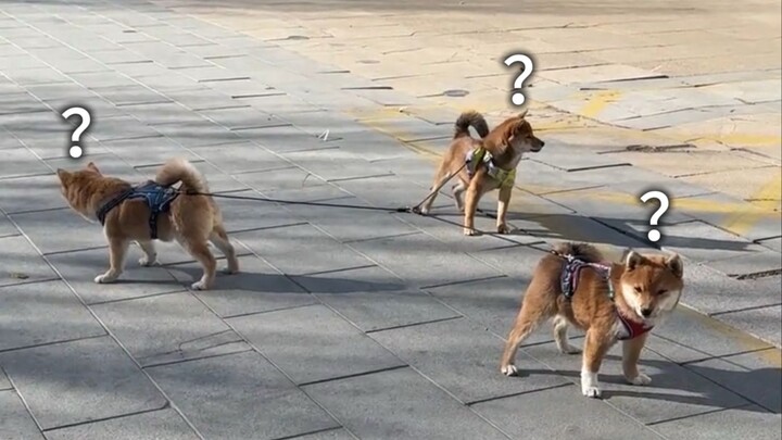 《Đại hội hành vi kỳ lạ của động vật 286》